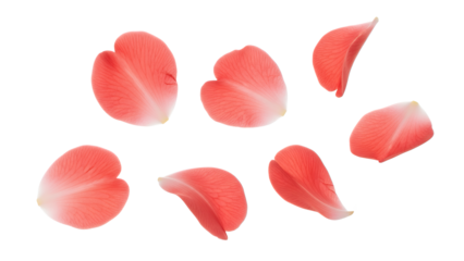 Scattered camellia flower petals in a soft, serene arrangement against a clean white background