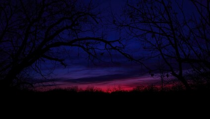 Fototapeta premium Twilight sky with silhouetted tree branches, serving as a calm backdrop for editorial design during fall
