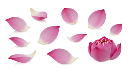Delicate pink lotus flower blooming, surrounded by its scattered petals, isolated on white. A symbol of natural beauty, purity, and tranquility