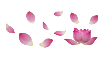 Scattered pink lotus flower petals and a blooming lotus flower with a white background