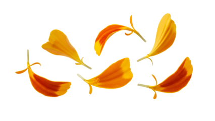 A vibrant collection of orange and yellow marigold petals scattered against a clean white background, showcasing natural beauty