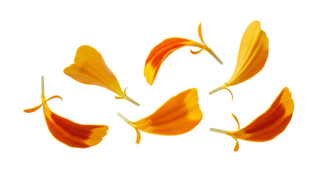 A vibrant collection of orange and yellow marigold petals scattered against a clean white background, showcasing natural beauty
