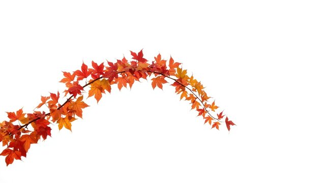 Autumn branch with colorful leaves as a decorative element for seasonal displays, seasonal change