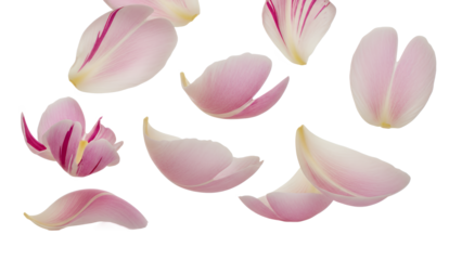 Delicate pink flower petals gracefully scattering and falling against a pristine white background, capturing a moment of natural beauty, romance, and fresh vitality