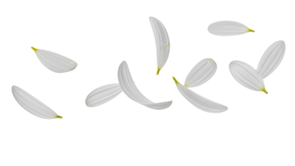 Light and airy white daisy petals gracefully descend, forming a beautiful, delicate pattern against a pure background, symbolizing purity, fresh starts, and natural elegance
