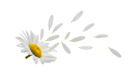 A delicate white daisy shedding its petals in a gentle breeze, symbolizing fragility and the ephemeral nature of beauty