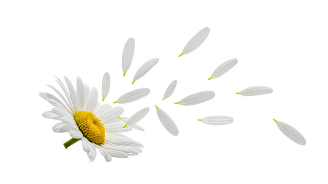 A delicate white daisy shedding its petals in a gentle breeze, symbolizing fragility and the ephemeral nature of beauty