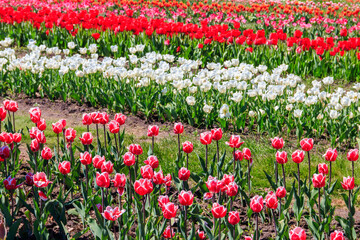Fototapeta premium Beautiful multicolored tulips in a flower park at spring