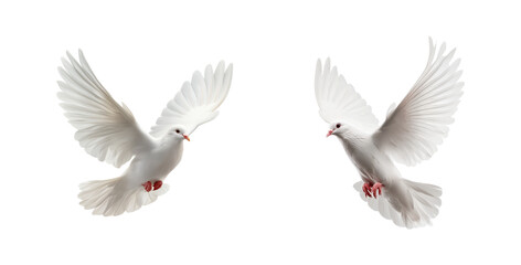 Two flying white doves isolated on transparent background, in PNG format