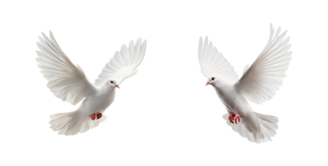 Two flying white doves isolated on transparent background, in PNG format