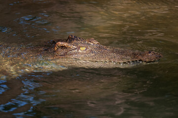 The crocodile is show head in the river