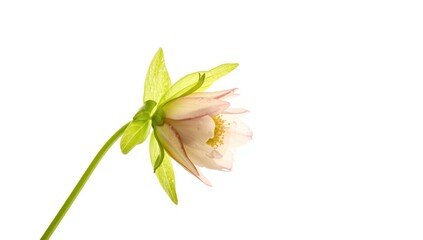 Fototapeta premium Hellebore bloom or Helleborus orientalis on plain white backdrop, early spring garden plant