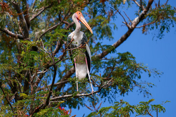 The Painted Stork bird (Mycteria leucocephala) on tree in nature