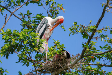The Painted Stork bird (Mycteria leucocephala) on tree in nature