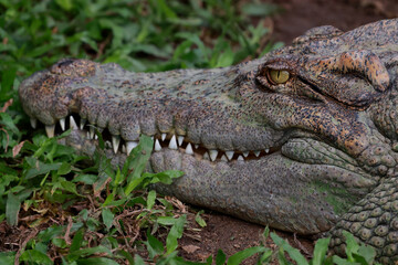 Close up head crocodile in the garden
