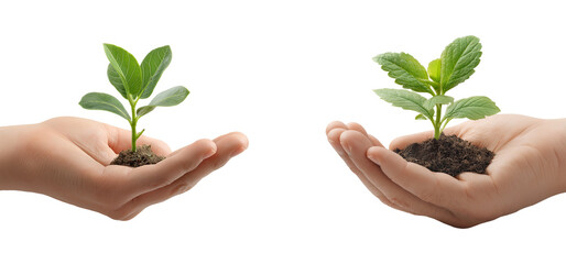 hands holding green seedlings plant growth care isolated on transparent background, in PNG format