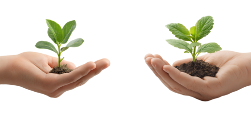 hands holding green seedlings plant growth care isolated on transparent background, in PNG format