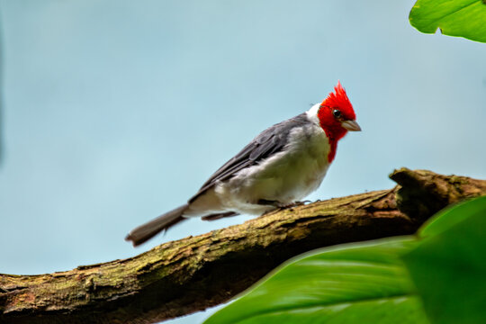 Red-crested Cardinal (Paroaria coronata), found across central and southern South America