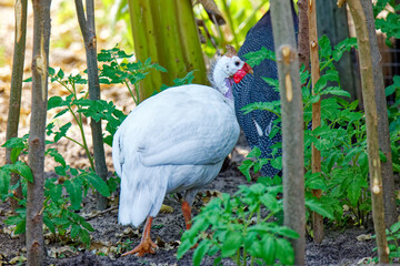 Weisses Helmperlhuhn