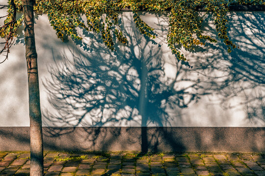 Shadow of a tree cast on a white wall with ivy hanging above and cobblestone ground below, captured in warm sunlight.
