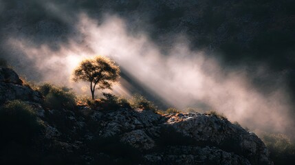 Dramatic Sunbeams Pierce Through Stormy Clouds Illuminating a Lone Tree on a Rocky Hillside.