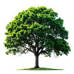 Obraz premium A majestic, mature deciduous tree with lush green foliage, isolated on a black background