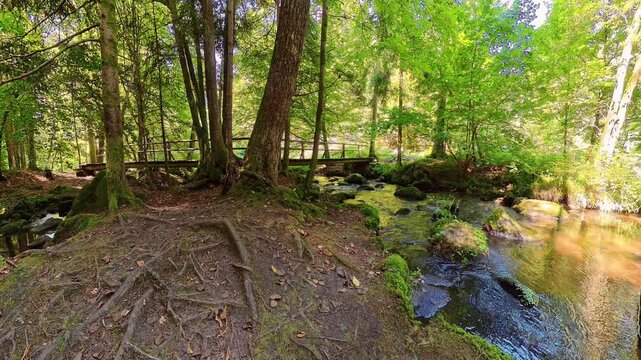 Filmmaterial des  H&ouml;llbach im Naturschutzgebiet H&ouml;llbachtal bei dem Rundwanderweg in Rettenbach bei Falkenstein in Bayern, Deutschland