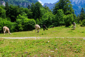 Group of alpacas grazing in green alpine meadow in Switzerland