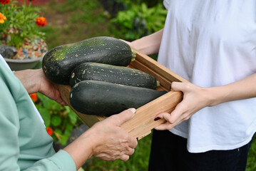 Gardening together: Two people harvest zucchini in a community garden during summer
