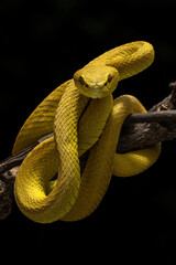 Yellow White Lipped Pit Viper - Trimeresurus insularis, is a venomous pit viper native to the Lesser Sunda Islands, Indonesia.