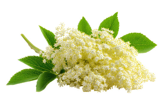 Close-up of a cluster of  pale yellow elderflower blossoms with vibrant green leaves