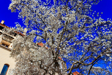 Beautiful blooming white magnolia tree in park
