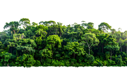 Dense, vibrant green canopy of tropical rainforest against a solid black background