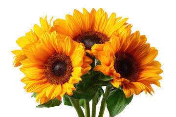 Fototapeta premium Close-up of three vibrant sunflowers, their golden petals clustered tightly