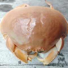 Close-up of a brown crab with smooth carapace and large claws resting on a rustic wooden surface, captured in natural light, showcasing marine wildlife, seafood concept, and coastal life details.