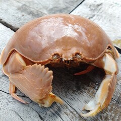 Close-up of a brown crab with smooth carapace and large claws resting on a rustic wooden surface, captured in natural light, showcasing marine wildlife, seafood concept, and coastal life details.