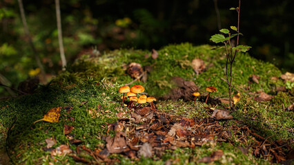 Obraz premium Xeromphalines are bell-shaped mushrooms. They grow in a park. The background is natural.