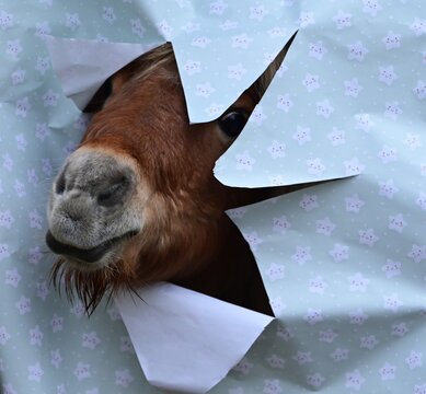 S&uuml;&szlig;es Shetland Pony steckt seinen Kopf durch weihnachtliches Geschenkpapier