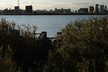 枯れた草むらで鬱蒼とした河原、東京下町の原っぱ