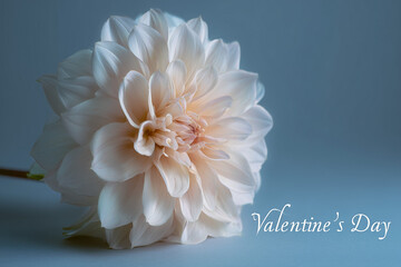 Romantic Dahlia Valentine. Close-up of a pale pink dahlia flower. Ideal for Valentine's Day or romantic designs.
