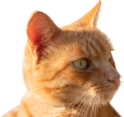 insulation of the face of a ginger cat © Yuliia Kotsiubailo