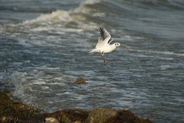 seagull in flight
