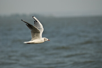 seagull in flight