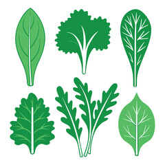 Collection of organic green salad leaves illustrations, flat design vector set of spinach arugula and kale foliage icons isolated on white background