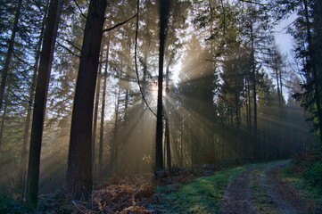 Mystischer Schwarzwald