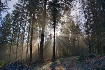 Mystischer Schwarzwald