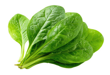 Close-up of fresh spinach leaves.  Bright green, healthy, vibrant,  closely clustered leaves, displaying prominent veins