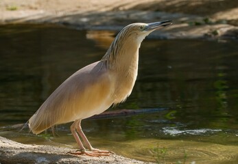 Squacco heron