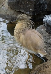 Squacco heron