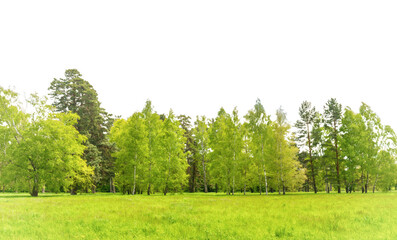 Green forest, green trees and green spring grass field in PNG isolated on transparent background